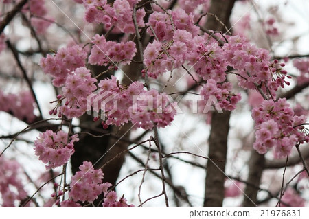 Cherry Blossoms	 21976831