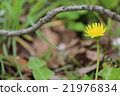  Dandelion 21976834