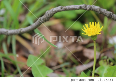  Dandelion 21976834