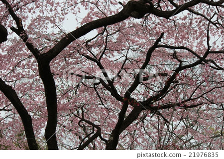 Cherry Blossoms	 21976835