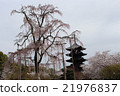 Fuji cherry tree 21976837