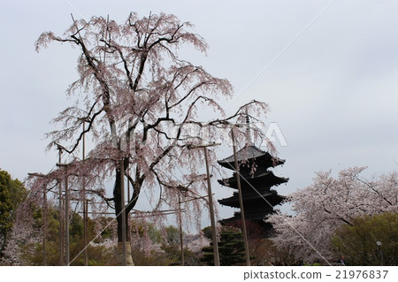 Fuji cherry tree 21976837