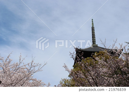 Cherry blossoms of Toji 21976839
