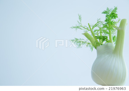 茴香 21976963