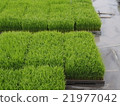 水稻種植時間 21977042