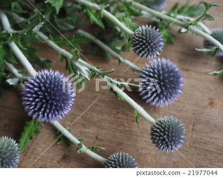 Azami larrister球 21977044