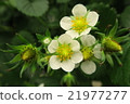 草莓花 21977277