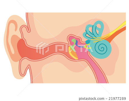 Ear structure Ear structure 21977289