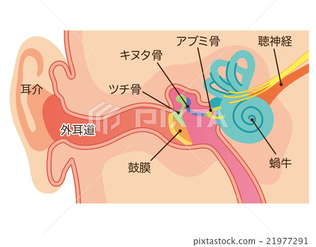 Ear structure Ear structure 21977291