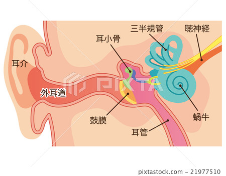 Ear structure 21977510