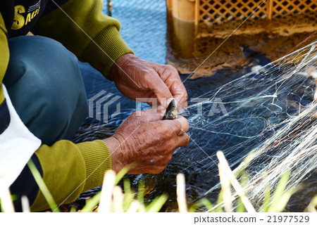 Sea ceremony net fishing traditional fishing male fisherman ayu Aichi River Nagara River 21977529