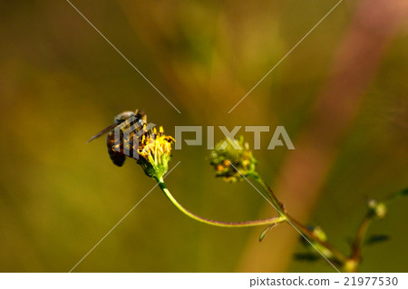 Bee honey pollen honey honey insect bee macro natural plant flower 21977530
