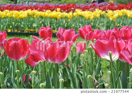 Tulip field 21977544