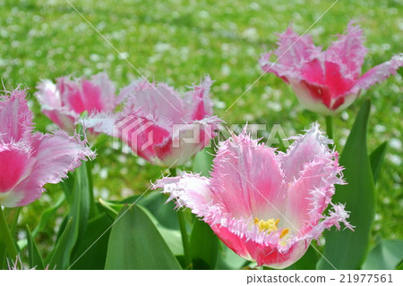 Fringe blooming tulip 21977561