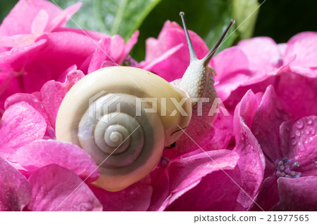 Snail and Hydrangea 21977565