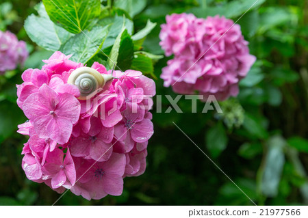 Snail and Hydrangea Snail and Hydrangea 21977566