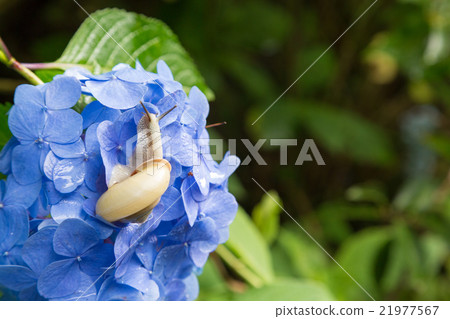 Snail and Hydrangea 21977567