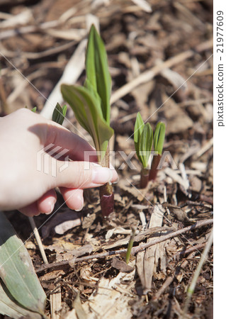格蘭傑大蒜 格蘭傑大蒜 21977609