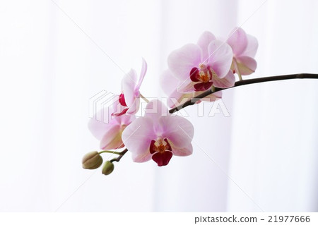桃紅色蘭花蘭花 桃紅色蘭花蘭花 21977666