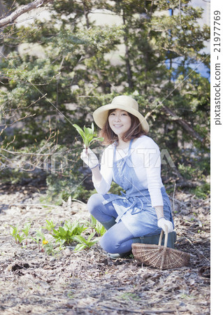 Taking wild vegetables 21977769