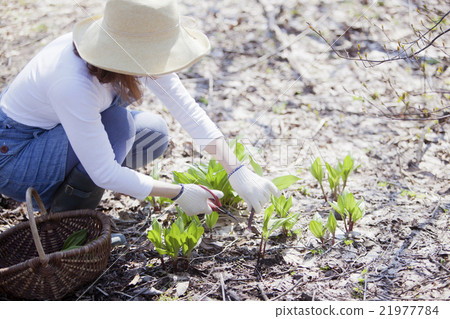 採取野菜 21977784