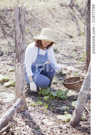 Taking wild vegetables 21977789