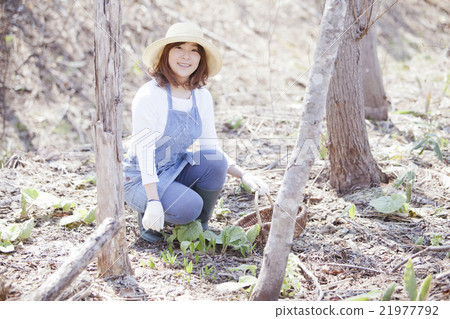 採取野菜 21977792