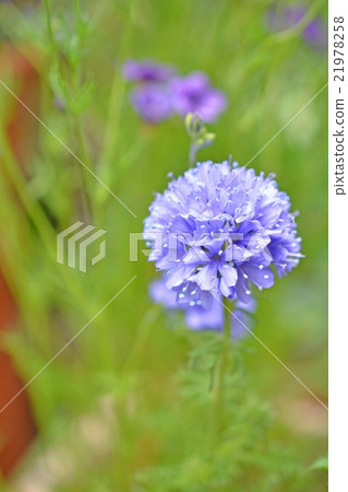 Gilia Leptansa Blue Gilia Leptansa Blue 21978258