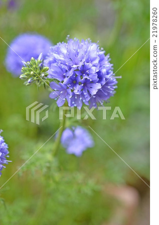 Gilia Lepta 21978260