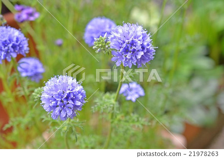 Gillia lepthasa 21978263