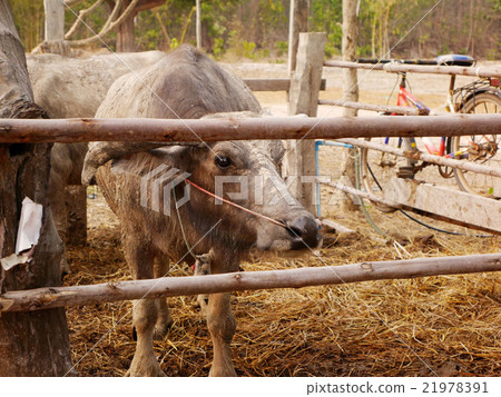 Buffalo is in a stall in Thailand 21978391