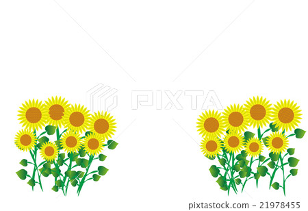 sunflower sunflower 21978455