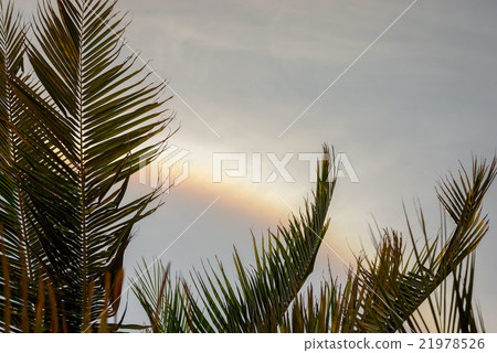 rainbow throw the palm leaves rainbow throw the palm leaves 21978526