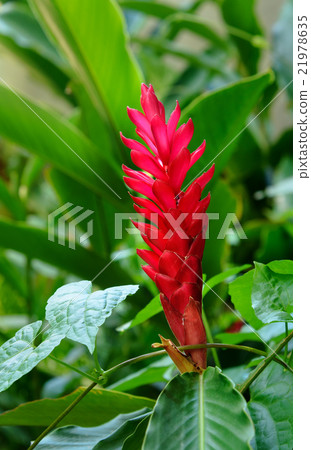 Tropical red ginger flower Tropical red ginger flower 21978635