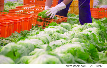 生菜運費 21978979