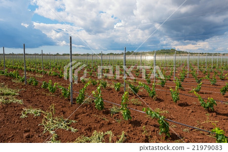 Viticulture with grape saplings Viticulture with grape saplings 21979083
