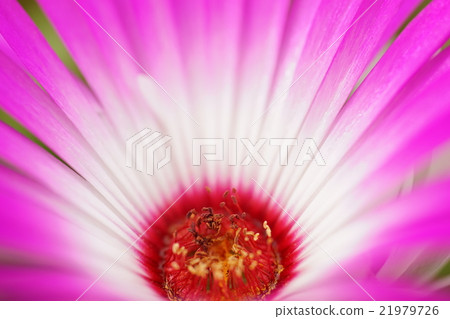 Livingston Daisy 21979726