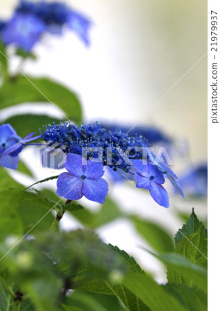 Hydrangea Hydrangea 21979937