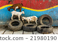 Goats on the streets of Davao 21980190