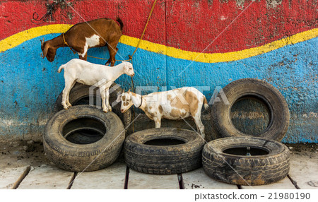 Goats on the streets of Davao Goats on the streets of Davao 21980190