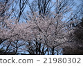 Cherry Blossoms	 21980302