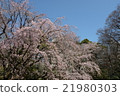 Cherry Blossoms	 21980303