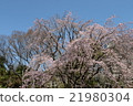 Cherry Blossoms	 21980304