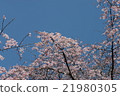 Cherry Blossoms	 21980305