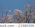 Cherry Blossoms	 21980306