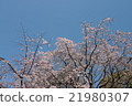 Cherry Blossoms	 21980307