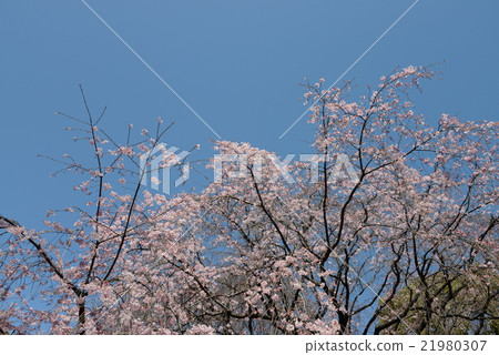 Cherry Blossoms Cherry Blossoms 21980307