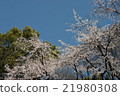 Cherry Blossoms	 21980308
