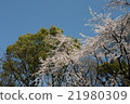 Cherry Blossoms	 21980309