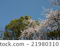 Cherry Blossoms	 21980310